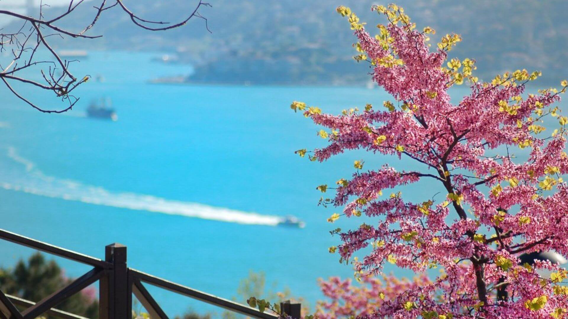 İstanbul Erguvan Mevsimi 2026