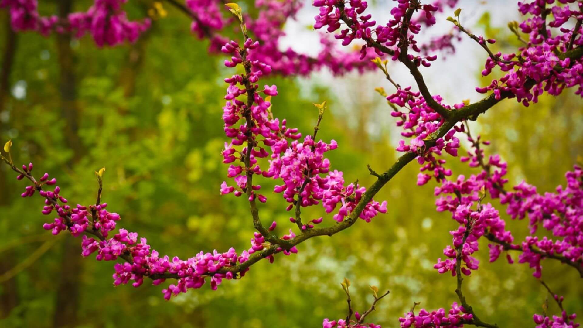 İstanbul Erguvan Mevsimi