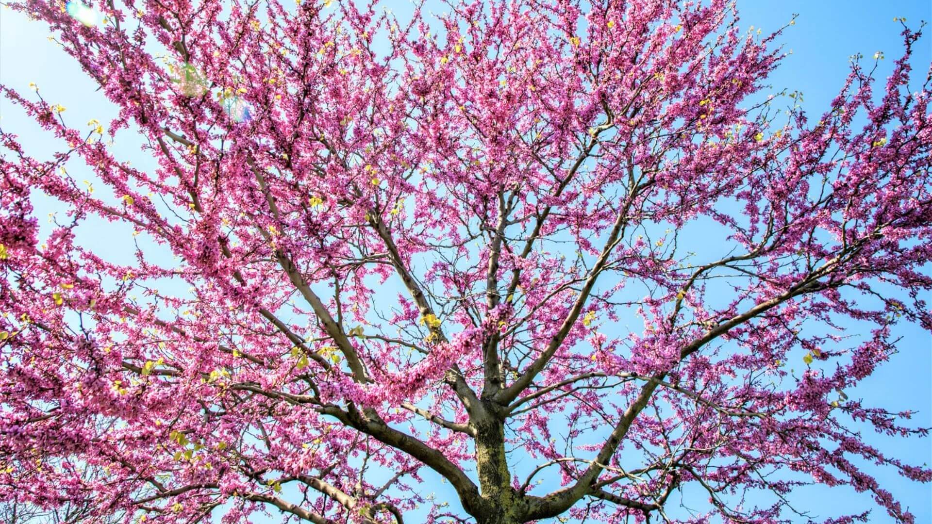 İstanbul Erguvan Mevsimi 2026